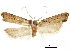  (Antiochtha - CCDB-30456-A01)  @11 [ ] CreativeCommons - Attribution (2018) CBG Photography Group Centre for Biodiversity Genomics