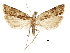  (Athymoris aurantiella - CCDB-30456-A04)  @11 [ ] CreativeCommons - Attribution (2018) CBG Photography Group Centre for Biodiversity Genomics