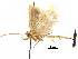  (Canthonistis - CCDB-30456-A05)  @11 [ ] CreativeCommons - Attribution (2018) CBG Photography Group Centre for Biodiversity Genomics