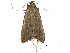  ( - CCDB-30456-A07)  @11 [ ] CreativeCommons - Attribution (2018) CBG Photography Group Centre for Biodiversity Genomics