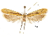  (Doxogenes brochias - CCDB-30456-B03)  @11 [ ] CreativeCommons - Attribution (2018) CBG Photography Group Centre for Biodiversity Genomics