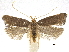  (Eurodachtha - CCDB-30456-B08)  @15 [ ] CreativeCommons - Attribution (2018) CBG Photography Group Centre for Biodiversity Genomics