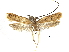  (Frisilia ancylosana - CCDB-30456-B09)  @11 [ ] CreativeCommons - Attribution (2018) CBG Photography Group Centre for Biodiversity Genomics