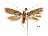  (Homaloxestis grabia - CCDB-30456-C03)  @11 [ ] CreativeCommons - Attribution (2018) CBG Photography Group Centre for Biodiversity Genomics