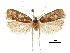  (Hygroplasta - CCDB-30456-C06)  @11 [ ] CreativeCommons - Attribution (2018) CBG Photography Group Centre for Biodiversity Genomics