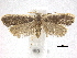  ( - CCDB-30456-C08)  @11 [ ] CreativeCommons - Attribution (2018) CBG Photography Group Centre for Biodiversity Genomics