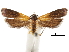  (Lamprista - CCDB-30456-C10)  @11 [ ] CreativeCommons - Attribution (2018) CBG Photography Group Centre for Biodiversity Genomics