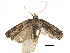  (Philharmonia adusta - CCDB-30456-E01)  @11 [ ] CreativeCommons - Attribution (2018) CBG Photography Group Centre for Biodiversity Genomics