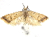  ( - CCDB-30456-E08)  @11 [ ] CreativeCommons - Attribution (2018) CBG Photography Group Centre for Biodiversity Genomics