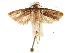  (Synesarga - CCDB-30456-F03)  @11 [ ] CreativeCommons - Attribution (2018) CBG Photography Group Centre for Biodiversity Genomics