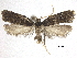  ( - CCDB-30456-F05)  @11 [ ] CreativeCommons - Attribution (2018) CBG Photography Group Centre for Biodiversity Genomics