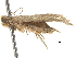  ( - CCDB-30456-F09)  @11 [ ] CreativeCommons - Attribution (2018) CBG Photography Group Centre for Biodiversity Genomics