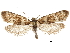  ( - CCDB-30456-H06)  @11 [ ] CreativeCommons - Attribution (2018) CBG Photography Group Centre for Biodiversity Genomics