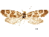 ( - CCDB-30456-H07)  @11 [ ] CreativeCommons - Attribution (2018) CBG Photography Group Centre for Biodiversity Genomics