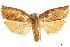  (Homona blaiki - CCDB-30457-B06)  @14 [ ] CreativeCommons - Attribution (2019) CBG Photography Group Centre for Biodiversity Genomics