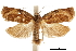  ( - CCDB-30457-B11)  @11 [ ] CreativeCommons - Attribution (2019) CBG Photography Group Centre for Biodiversity Genomics