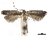 ( - CCDB-30457-D09)  @11 [ ] CreativeCommons - Attribution (2019) CBG Photography Group Centre for Biodiversity Genomics