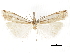  ( - CCDB-30819-B12)  @11 [ ] CreativeCommons - Attribution (2018) CBG Photography Group Centre for Biodiversity Genomics