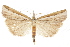  ( - CCDB-30819-C02)  @11 [ ] CreativeCommons - Attribution (2018) CBG Photography Group Centre for Biodiversity Genomics