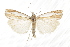  ( - CCDB-30819-C03)  @11 [ ] CreativeCommons - Attribution (2018) CBG Photography Group Centre for Biodiversity Genomics