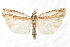  ( - CCDB-30819-C04)  @11 [ ] CreativeCommons - Attribution (2018) CBG Photography Group Centre for Biodiversity Genomics