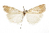  ( - CCDB-30819-C08)  @11 [ ] CreativeCommons - Attribution (2018) CBG Photography Group Centre for Biodiversity Genomics