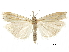  ( - CCDB-30819-F08)  @11 [ ] CreativeCommons - Attribution (2018) CBG Photography Group Centre for Biodiversity Genomics