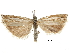  ( - CCDB-30819-G08)  @13 [ ] CreativeCommons - Attribution (2018) CBG Photography Group Centre for Biodiversity Genomics