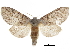  ( - CCDB-30820-B11)  @11 [ ] CreativeCommons - Attribution (2018) CBG Photography Group Centre for Biodiversity Genomics