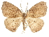  ( - CCDB-30820-D02)  @11 [ ] CreativeCommons - Attribution (2018) CBG Photography Group Centre for Biodiversity Genomics