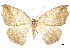 ( - CCDB-30820-D03)  @11 [ ] CreativeCommons - Attribution (2018) CBG Photography Group Centre for Biodiversity Genomics