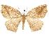  ( - CCDB-30820-D04)  @11 [ ] CreativeCommons - Attribution (2018) CBG Photography Group Centre for Biodiversity Genomics