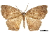 ( - CCDB-30820-D05)  @11 [ ] CreativeCommons - Attribution (2018) CBG Photography Group Centre for Biodiversity Genomics
