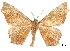  ( - CCDB-30820-D06)  @11 [ ] CreativeCommons - Attribution (2018) CBG Photography Group Centre for Biodiversity Genomics