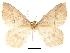  (Macaria imitata - CCDB-30820-D11)  @11 [ ] CreativeCommons - Attribution (2018) CBG Photography Group Centre for Biodiversity Genomics