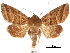  (Phuphena fusipennis - CCDB-30820-E07)  @11 [ ] CreativeCommons - Attribution (2018) CBG Photography Group Centre for Biodiversity Genomics