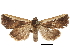  (Phuphena costata - CCDB-30820-E08)  @11 [ ] CreativeCommons - Attribution (2018) CBG Photography Group Centre for Biodiversity Genomics