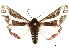  ( - CCDB-30820-E09)  @11 [ ] CreativeCommons - Attribution (2018) CBG Photography Group Centre for Biodiversity Genomics