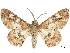  ( - CCDB-30820-F06)  @11 [ ] CreativeCommons - Attribution (2018) CBG Photography Group Centre for Biodiversity Genomics