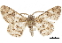  ( - CCDB-30820-F07)  @11 [ ] CreativeCommons - Attribution (2018) CBG Photography Group Centre for Biodiversity Genomics