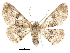  ( - CCDB-30820-F09)  @11 [ ] CreativeCommons - Attribution (2018) CBG Photography Group Centre for Biodiversity Genomics
