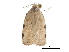  ( - CCDB-30820-G04)  @11 [ ] CreativeCommons - Attribution (2018) CBG Photography Group Centre for Biodiversity Genomics