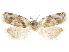  ( - CCDB-30820-G05)  @11 [ ] CreativeCommons - Attribution (2018) CBG Photography Group Centre for Biodiversity Genomics
