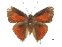  ( - CCDB-30820-G08)  @11 [ ] CreativeCommons - Attribution (2018) CBG Photography Group Centre for Biodiversity Genomics