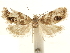  ( - CCDB-30821-B09)  @11 [ ] CreativeCommons - Attribution (2018) CBG Photography Group Centre for Biodiversity Genomics