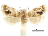  ( - CCDB-30821-B11)  @11 [ ] CreativeCommons - Attribution (2018) CBG Photography Group Centre for Biodiversity Genomics