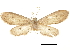  ( - CCDB-30821-C03)  @11 [ ] CreativeCommons - Attribution (2018) CBG Photography Group Centre for Biodiversity Genomics