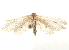  ( - CCDB-30821-C04)  @11 [ ] CreativeCommons - Attribution (2018) CBG Photography Group Centre for Biodiversity Genomics