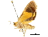  ( - CCDB-30821-C10)  @11 [ ] CreativeCommons - Attribution (2018) CBG Photography Group Centre for Biodiversity Genomics