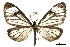  ( - CCDB-30821-D06)  @11 [ ] CreativeCommons - Attribution (2018) CBG Photography Group Centre for Biodiversity Genomics